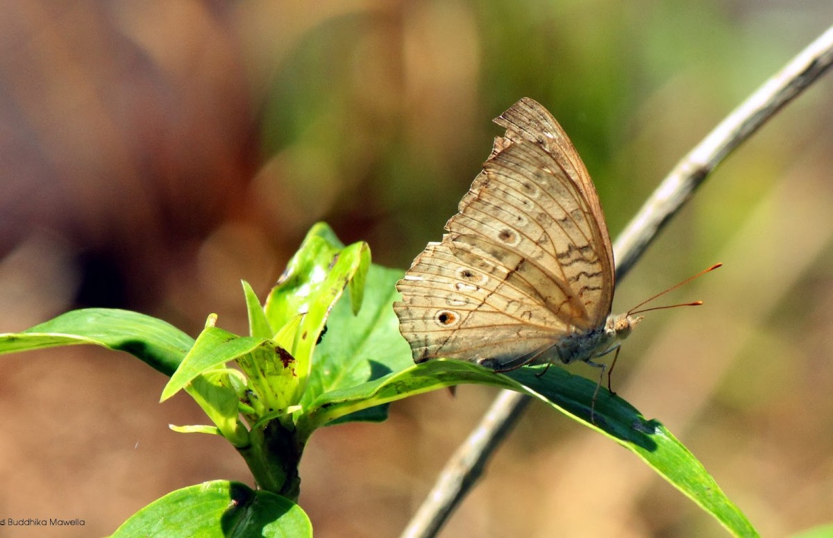 Junonia atlites Linnaeus, 1758